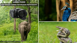 Best Bridge Camera for Wildlife Photography: Lumix FZ300