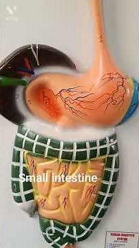 Human digestive system | Alimentary Canal