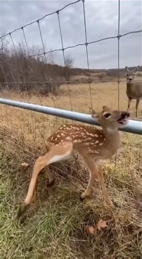 Baby Deer Trapped Screaming as Mother Charges Nearby