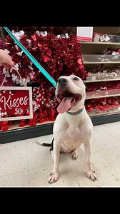 5.2K views · 85 reactions | Domino needs a forever foster - will you be her Valentine ❤? Fill out a dog foster application at dreamhouserescue.org. If you would like to meet Domino, please message the page to arrange a private meet. | Sweet Dream House Rescue | Facebook