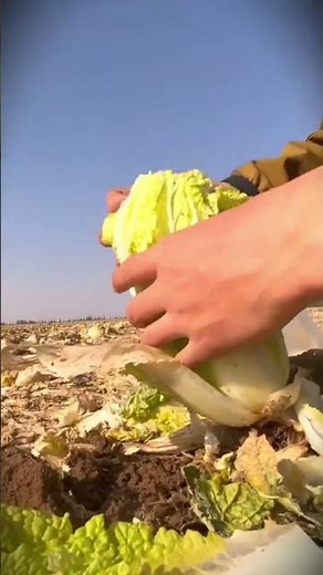 An easy way to neatly shred cabbage for good selling value #shorts