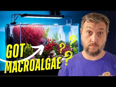 How To Really Use MACROALGAE To Benefit Your Aquarium!