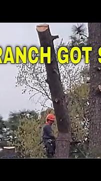Tree Cutting Fail – Branch Gets Stuck During Removal