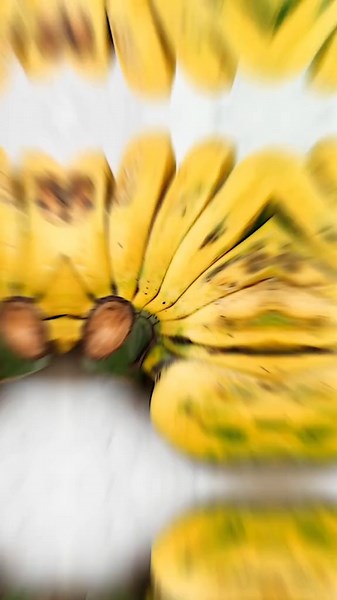 cigre kalo masuk circle oniel 🤣 #graciajkt48 #jkt48 #jkt48newera #pisangkepok