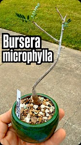 Potted up this Bursera microphylla that @gtnursery sent me in a nice green bonsai pot that I picked up from @littlejadebonsai | Texas Garden Guy