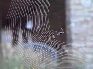 142K views · 840 reactions | Did you see before spider web construction close-up :o هل رأيت كيف تنسيج العنكبوت شبكتها | Gaza FM Magazine | Facebook