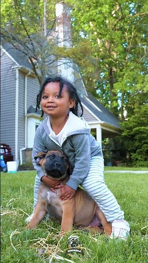 Boerboel and Baby Cutest Thing Ever! #boerboelpuppies #puppiesandkids #puppiesandbabies