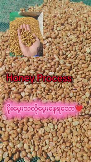 #honeyprocesscoffee #☕ Honey Process Coffee ဆိုတာဘာလဲ Honey Process ဆိုတာ ကော်ဖီသီးကို အပြင်အခွံကို ဖယ်ရှားပြီးနောက် အတွင်းက mucilage (ချိုချောချော ကပ်နေတဲ့အလွှာ) ကို အပြည့်မဖယ်ဘဲ ထားပြီး ခြောက်အောင် လှမ်းတဲ့ processing နည်းလမ်း ဖြစ်ပါတယ်။ ဒီနည်းလမ်းဟာ Fully Washed နဲ့ Natural Process ကြားမှာရှိတဲ့ အလယ်အလတ် processing တစ်မျိုး ဖြစ်ပါတယ်။ 🍯 “Honey” လို့ခေါ်လာတဲ့ အကြောင်းအရင်း Honey Process ကို စပိန်ဘာသာသုံးတဲ့ နိုင်ငံတွေမှာ “Miel Process” (Miel = ပျားရည်) လို့ ခေါ်ကြပါတယ်။ Mucilage ကို လက်နဲ့ထိက