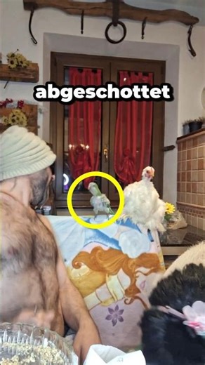 Man lives in seclusion, dances with a disguised pig.