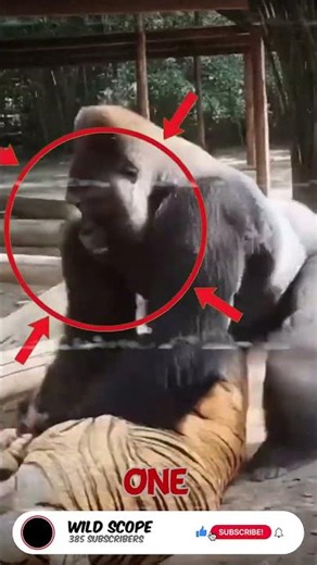 Gorilla’s Sudden Power Move 🦍🔥 Jungle Clash #Shorts