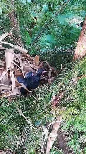 Heartwarming Nesting Behavior of a Crow or Raven