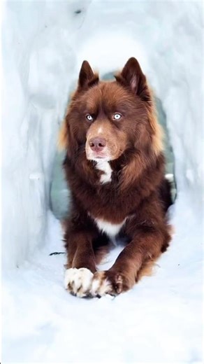 A brown husky is a purebred Siberian Husky with a recessive coat color #siberianhusky #huskydog #dog