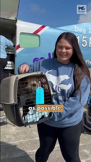 Adoptable Dogs & Puppies Arrive by Plane ✈️