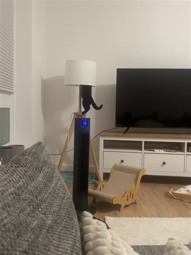 Life with a kitten #troublemaker #bongocat #kitten #britishshorthair #bkh #cute