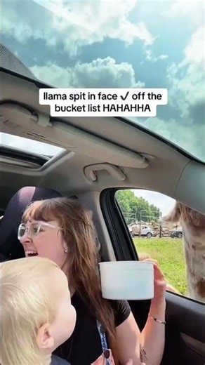 When Safari Animals Get TOO Close! 😳😂 #funny #shorts