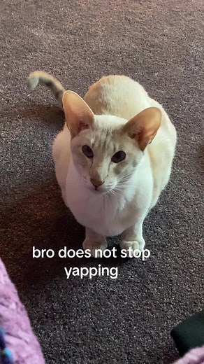 Yapping Kittens: The Chatty Charm of Oriental Cats