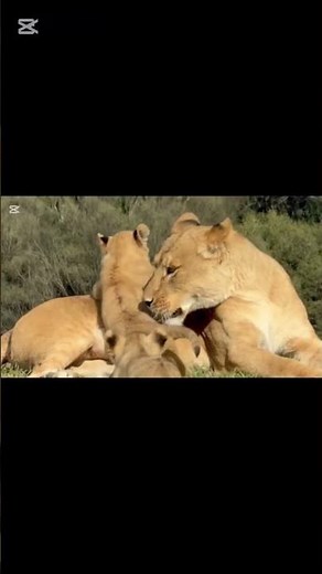 A Lion Cub's Life in the Savannah