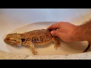 Neglected Dying Bearded Dragon RESCUE Day 5 | BATH TIME And MORE FEEDING