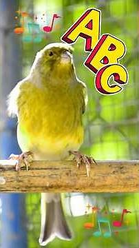 A B C Pet Animal Alphabet 🐾 | Learn the Alphabet with ABC Pets Cats, Dogs, and More!