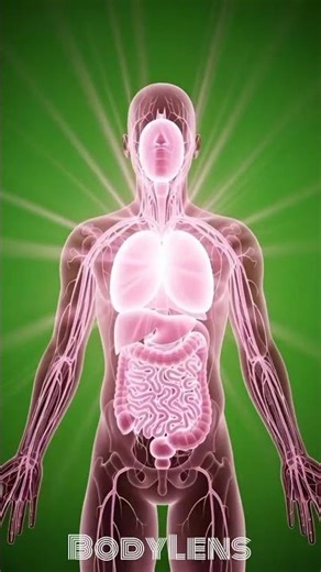 Dragon Fruit Inside Your Body | 3D Medical Animation