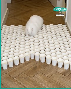 My cats vs more obstacle courses 🐱✅ | LADbible New Zealand