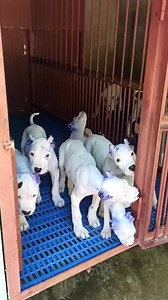 7.3K views · 664 reactions | နားသထားတဲ့ အရှိန်နဲ့ ဝိတ်တန်းလေးရဖို့ ရက်နဲနဲလေး လိုနေသေးလို့ပါ ဒီတစ်ပတ်ထဲ ဇိုး တစ်အုပ် ထပ်လာပါအုံးမည် | Kennel Pyin Oo Lwin | Facebook