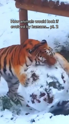 Where Did Humans Evolve From? Exploring Evolution Theories