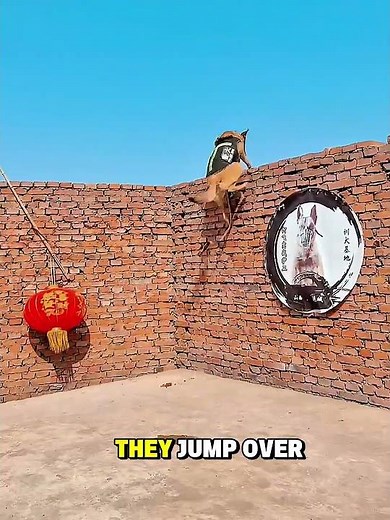 Japanese Dogs Save Girl from Kidnapper 😲❤️ #shorts