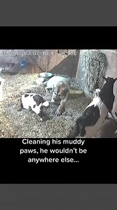 846K views · 5.1K reactions | After checking for predators in the storm, Judge lays w the goat kids 梁 #livestockguardiandog #anatolianshepherd #farm #goats #babygoats | Raventree Ranch | Facebook