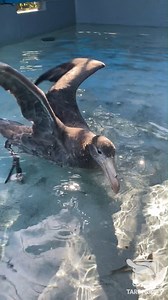 3.9K views · 292 reactions | Have you seen a giant petrel before? 樂...