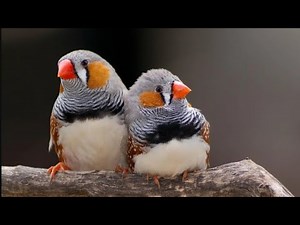 Zebra Finches in the wild - ten incredible facts