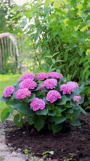 Give your Magical Hydrangea a little love… and especially enough water 💧🌸