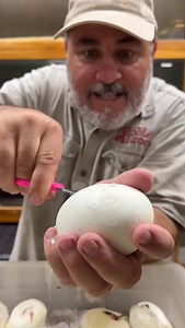 BABY SNAKE 🤩🐍 Even if snakes aren’t your thing, you’ve gotta admit these little ones are seriously adorable 🥰. In the wild, many python hatchlings don’t even make it out of the egg 😳, which is why these snakes have adapted to laying large clutches. We do everything we can to give these babies the best start possible and help as many as we can successfully hatch and thrive 🐣🙌✨ | Jayprehistoricpets
