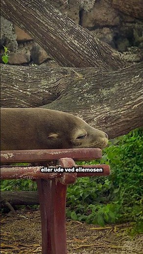 Jeg læser myter højt for en søløve (og Jørgen 🦭📖) #reklame