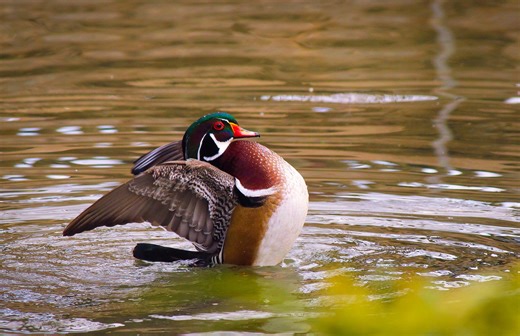 Wildlife Conservation and Policy 3 2 Program - Department of Rangeland, Wildlife and Fisheries Management