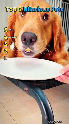 Top 5 Hilarious Pets – Funniest Animal Moments That Will Make You Laugh Out Loud!