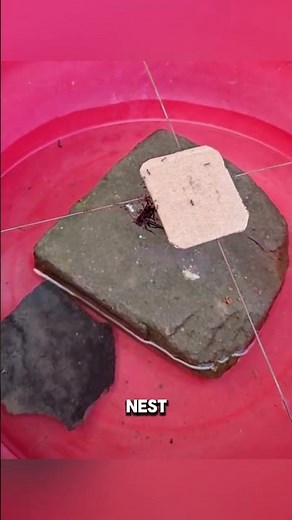 Ants' Amazing Teamwork
