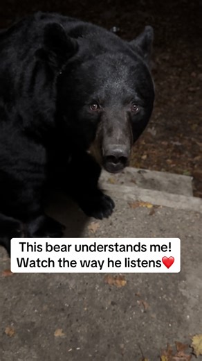 Whenever I talk to this bear I feel he understands what I am saying or have a good idea of what I’m talking about. Just watch his reactiom and body language to my words. There is some kind of communication and understanding! #bear #wildlife #animals #nature #fyp