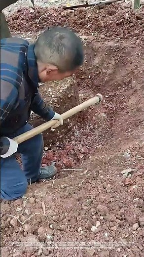 Process Of Digging And Transplanting Tangerine Tree !