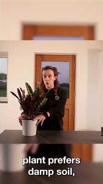 Calathea Lancifolia Rattlesnake Plant