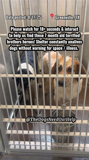 💔7 month old Great Pyrenees/Cattle Dog brothers are so scared for their lives in the shelter.💔 These 2, 7-month old brothers were surrendered after the “owners” couldn’t find them homes. Their mom was a stray that gave birth on the people’s property & they kept them as long as they could, but couldn’t find them homes. Their 2 siblings they came in with have already been saved. These 2 should not be adopted together due to risks of littermate syndrome. They’re super scared in there. They need h