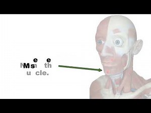 MSJC Muscles Practical Exam VIRTUAL FLASH CARDS updated 4 19 2023