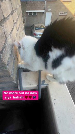 47 reactions · 43 comments | Funny cat scratching  ❤️ #reels...