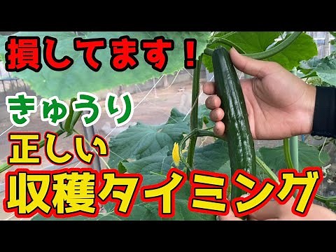 【きゅうり】”このサイズ”までに必ず収穫してほしい理由を解説します。【家庭菜園】