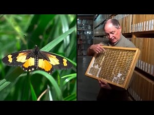Africa's Largest Butterfly Collection Faces Uncertain Future
