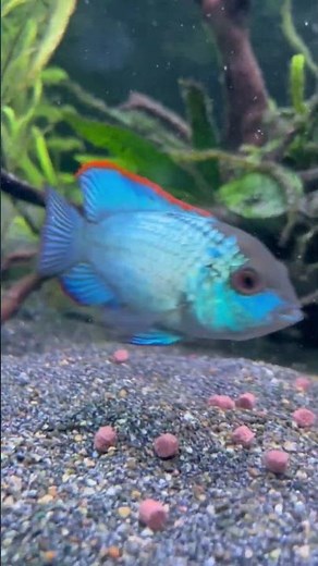 "This Fish GLOWS! 💙⚡ Meet the Electric Blue Acara 🐠 #JBSAQUATICS #FishLovers"