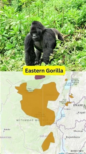 Gorillas on the Brink 🦍⚠️