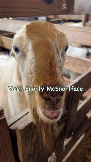 The free petting zoo(aka livestock auction) > No Kings protests. | Stilettos & Shotguns