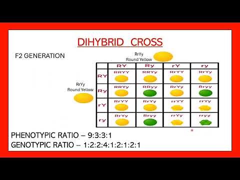 Dihybrid cross easy | Phenotypic and genotypic ratio of dihybrid cross | Heredity and evolution