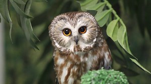Tootsie, a Northern Saw-whet Owl and Raptor-in-Residence here at the Alaska Raptor Center, has found a nice spot for her nap. Northern Saw-whet Owls are nocturnal and seldom seen. Their high-pitched too-too-too call can be heard in evergreen mountain forests from January through May. The Northern Saw-whet Owl was named for giving a call that sounds like a saw being sharpened on a whetting stone. | Alaska Raptor Center